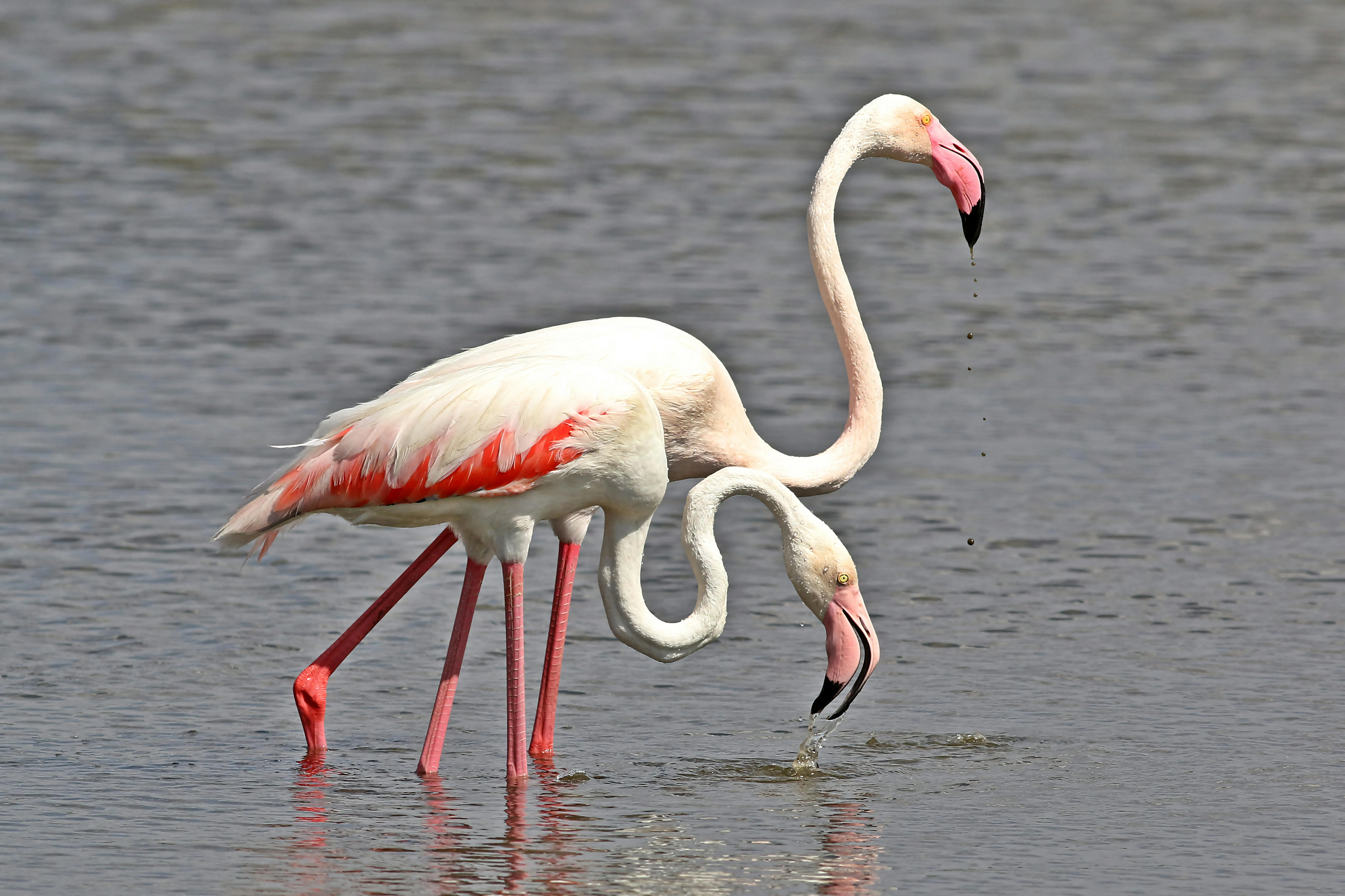 Flamingos, Bundala