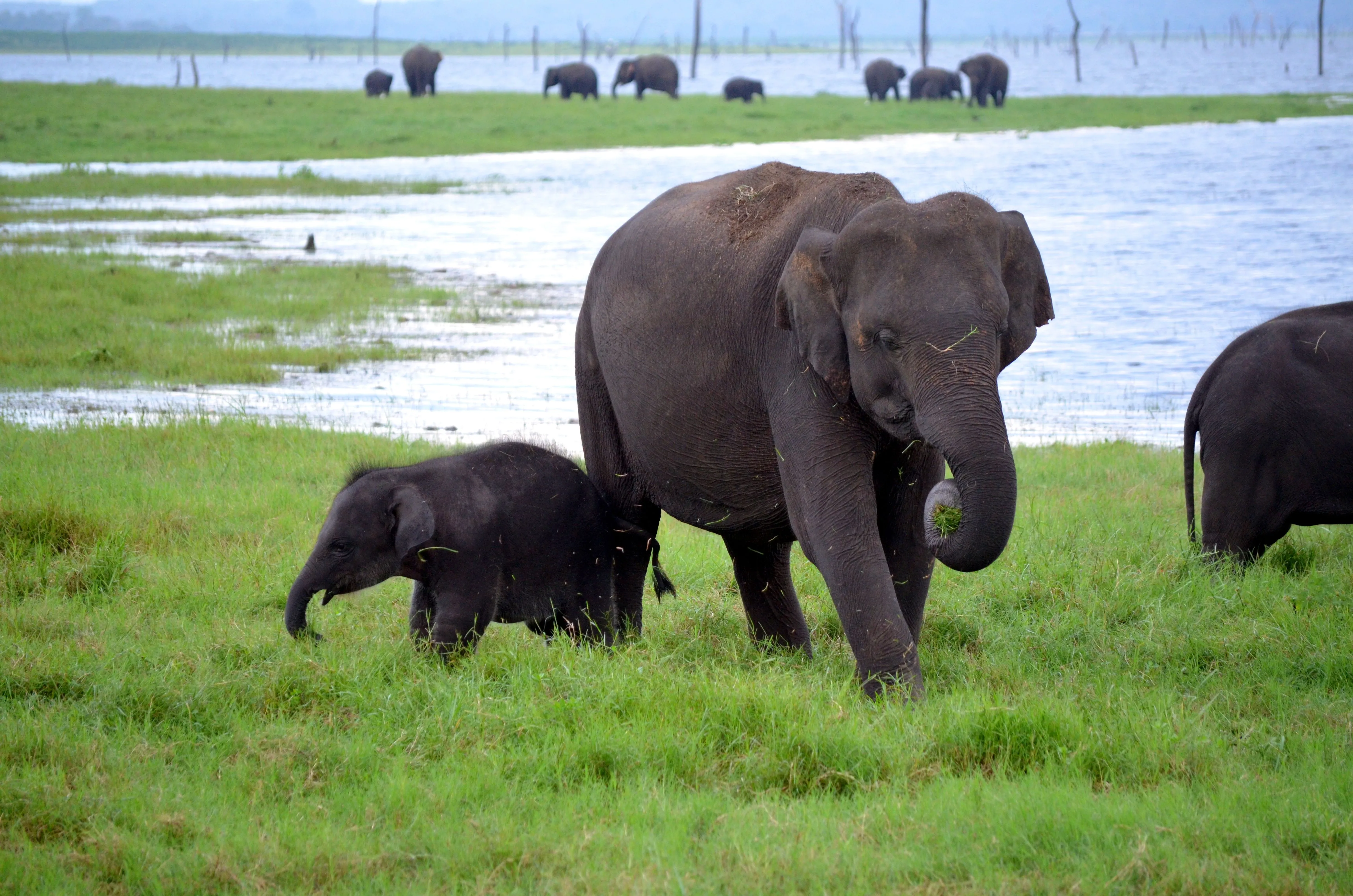 Elephant gathering, Minneriya