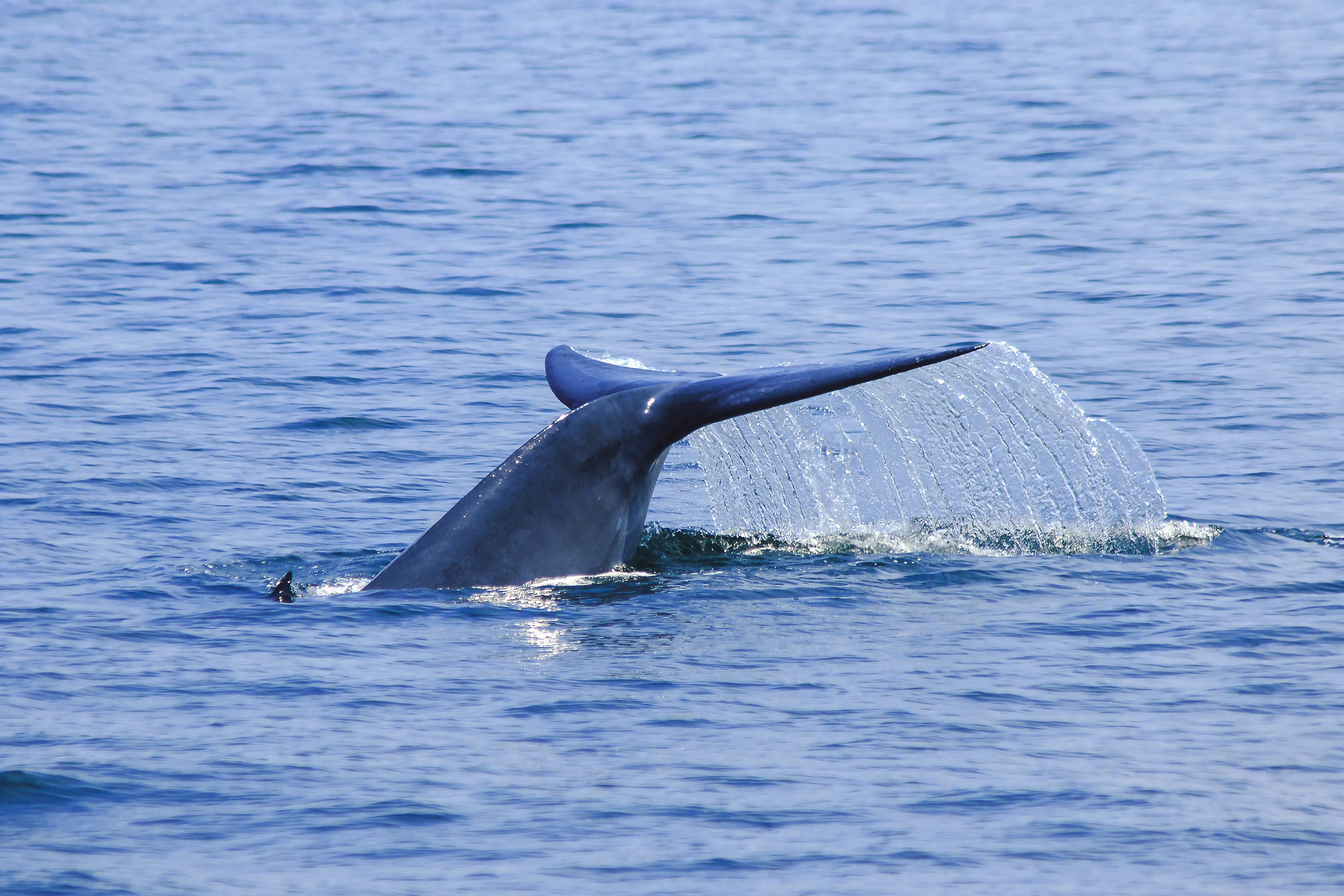 Blue whale, Mirissa
