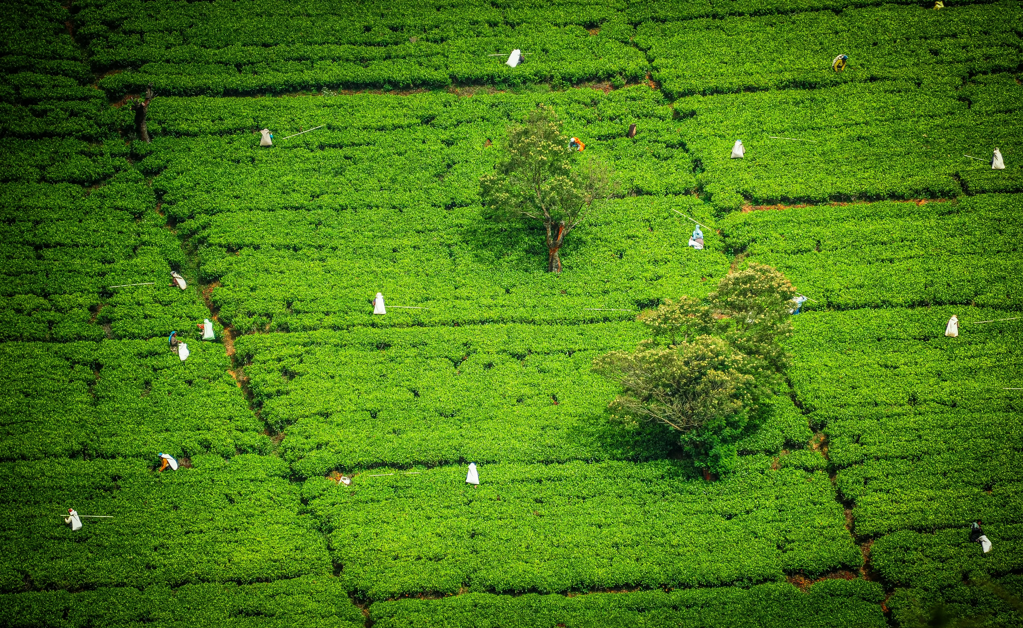 Tea estates, Nuwara Eliya