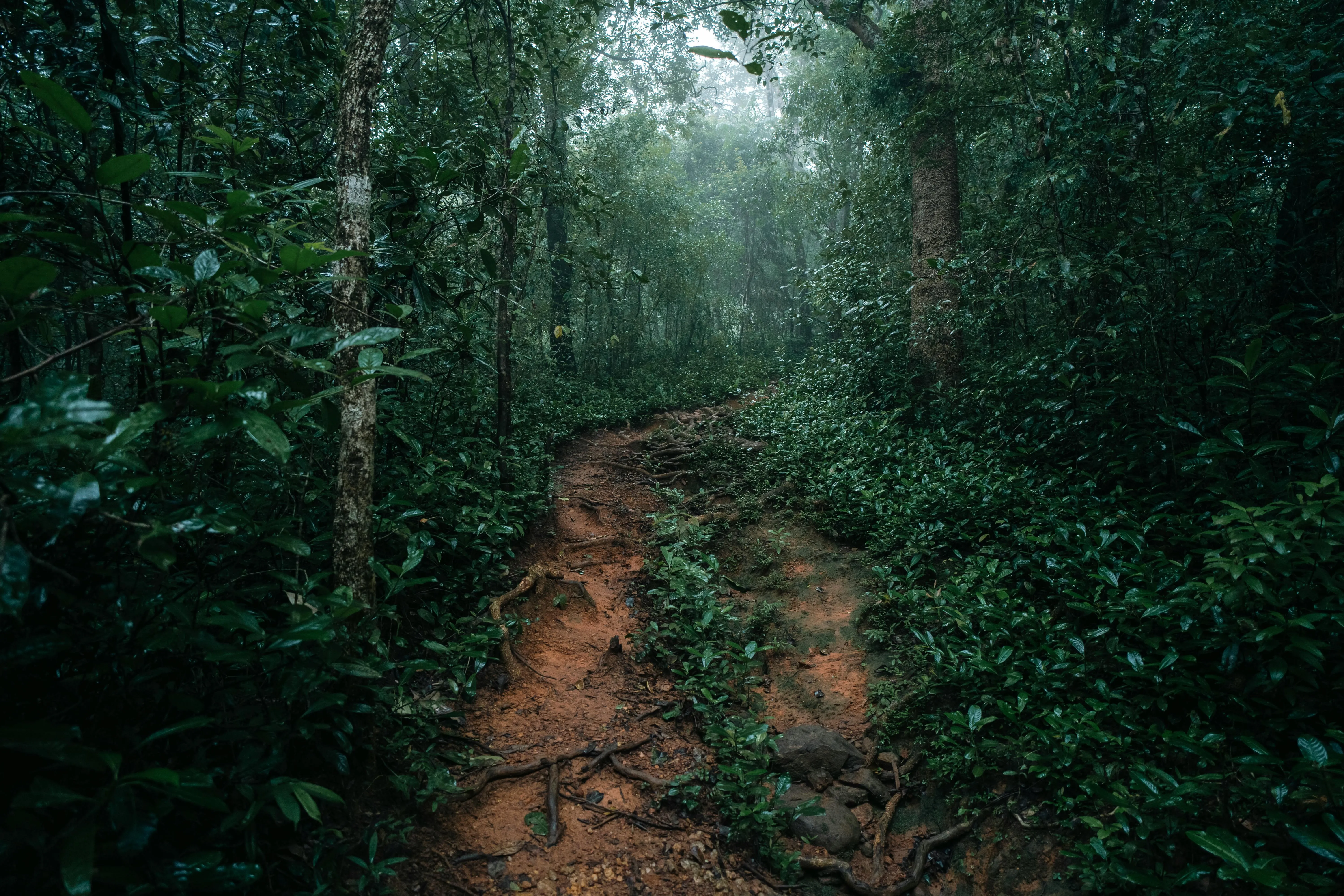 Sinharaja Rainforest
