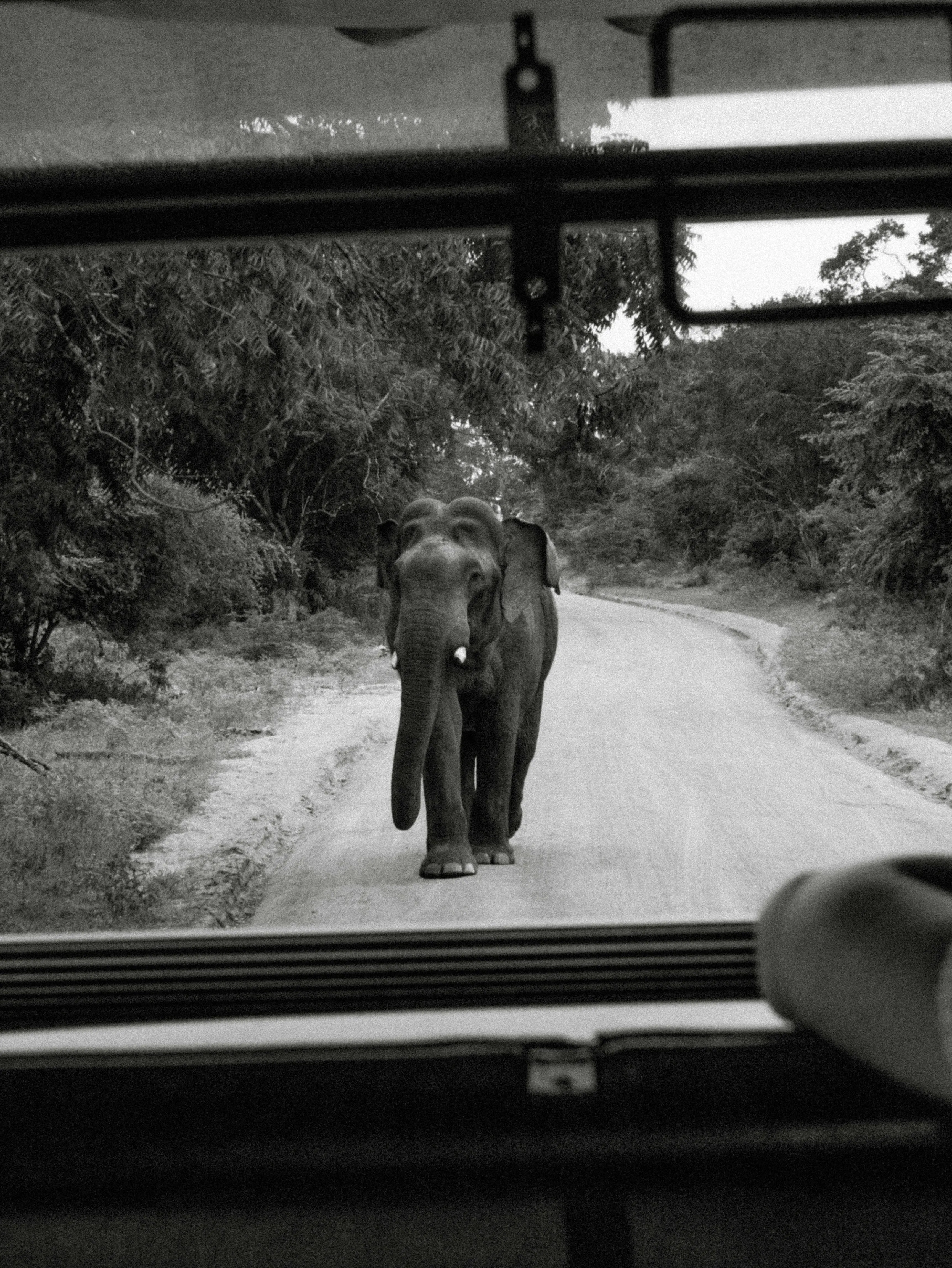Wild elephant, Yala