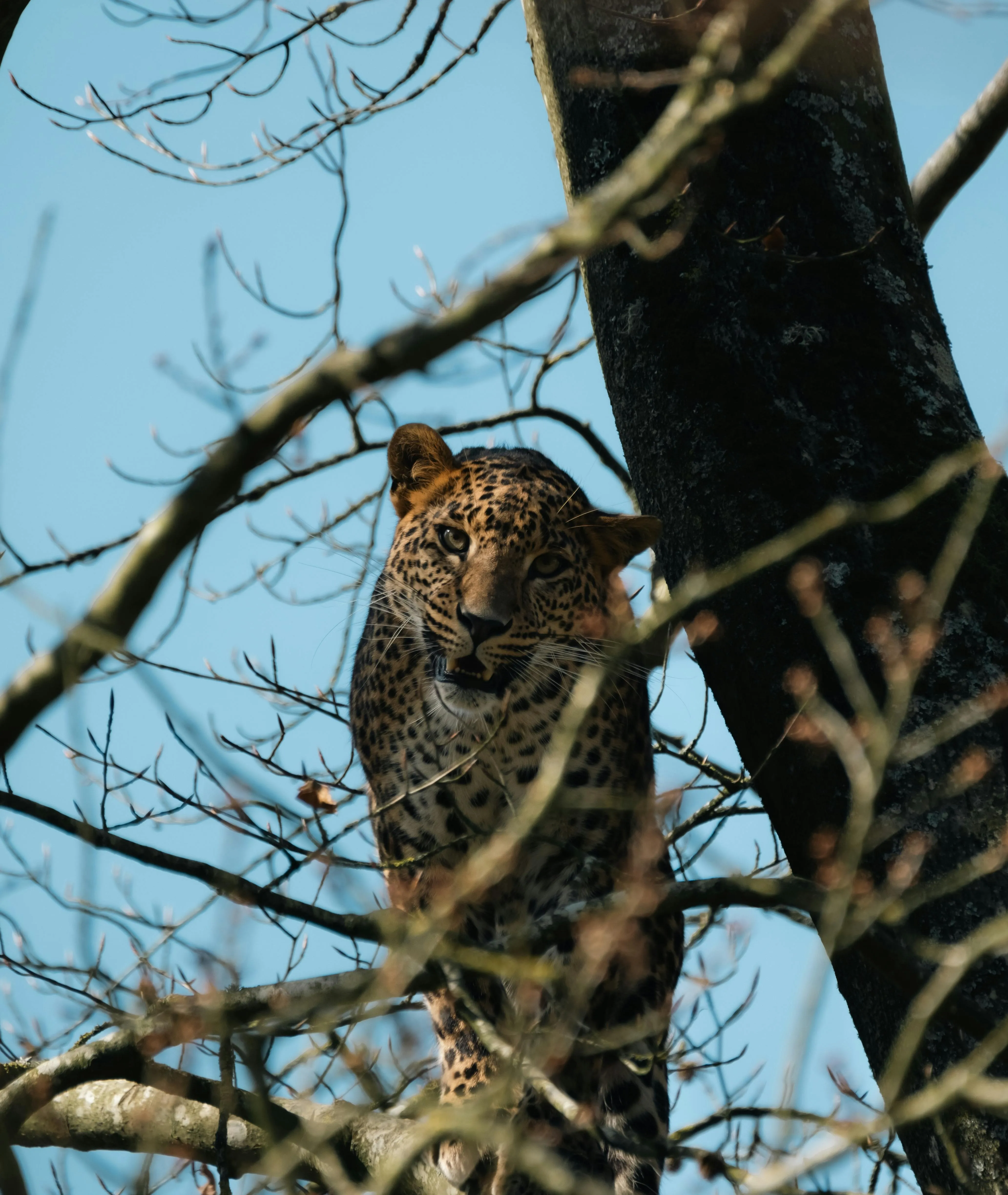 Leopard, Yala National Park