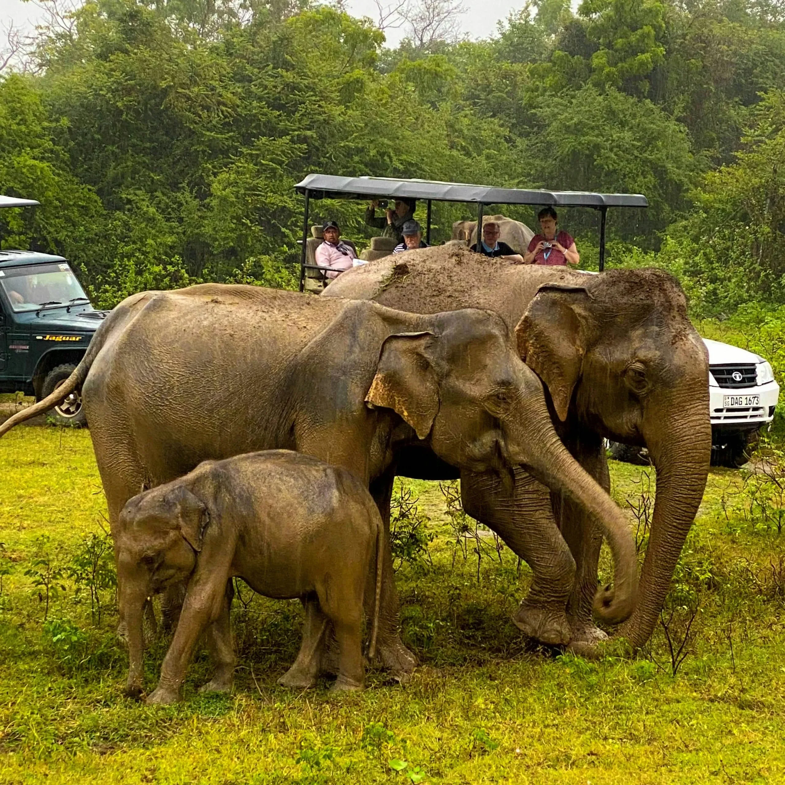 Wildlife Safari Grand Explorer